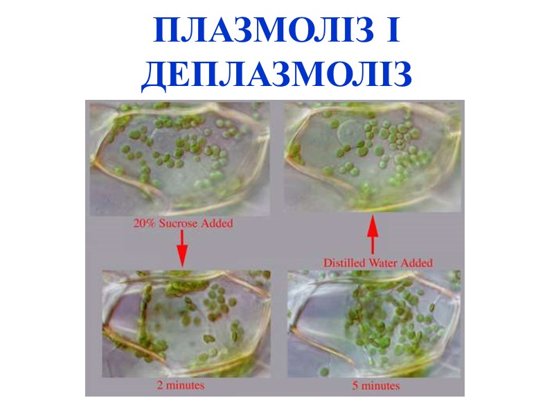 ПЛАЗМОЛІЗ І ДЕПЛАЗМОЛІЗ